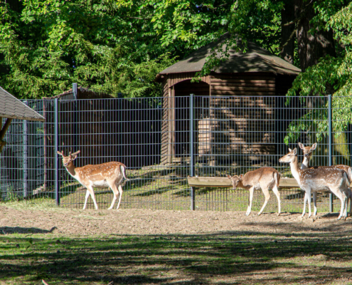 Wildgehege, Stadtpark Hainichen